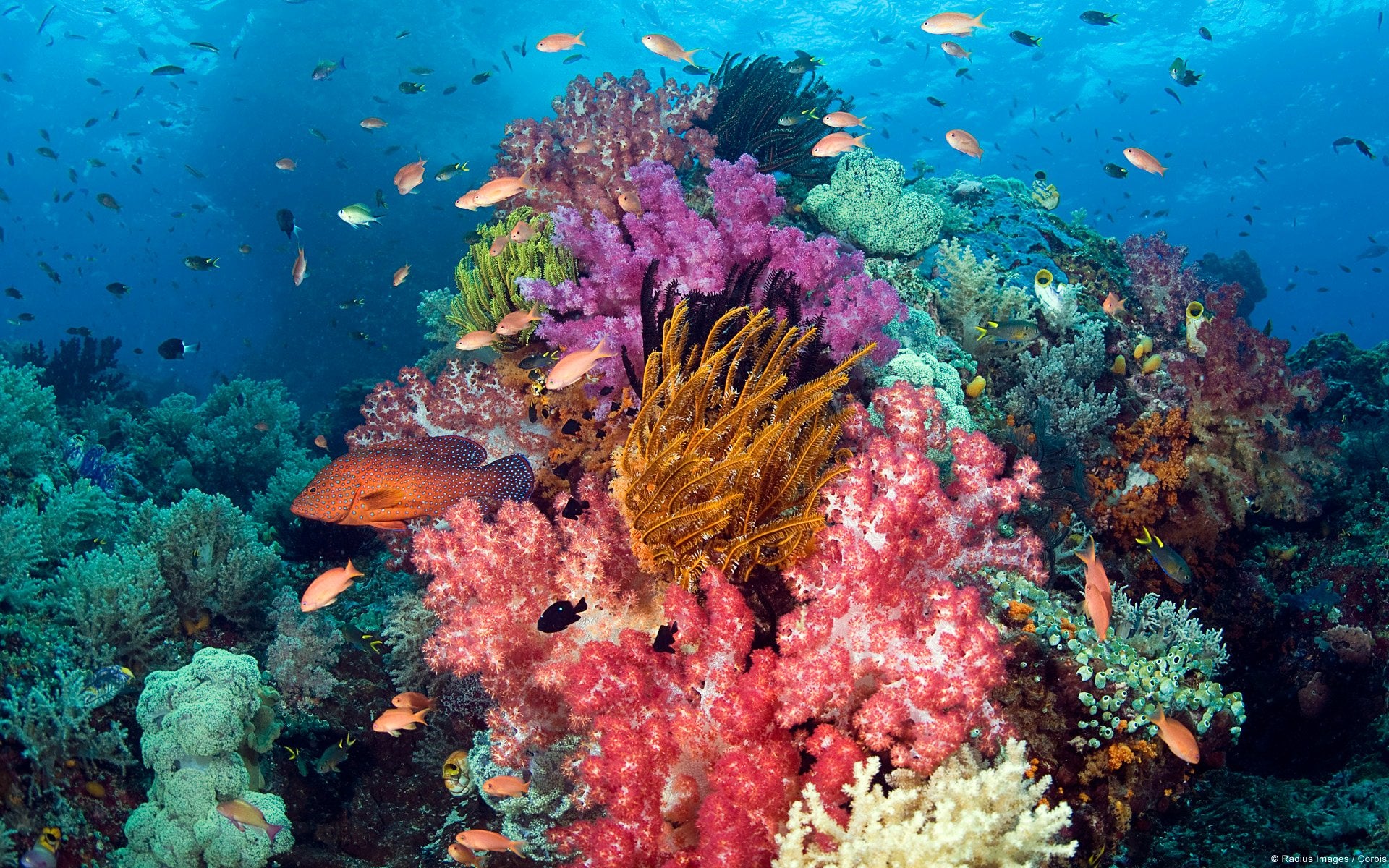 Hawaii Makes Historic Move to Ban Chemical Sunscreen & Save Coral Reef