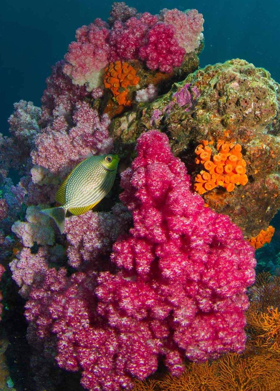 What Does Reef Safe Really Mean?