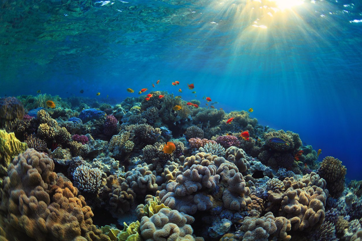 Reef Friendly Sunscreens: Why it Matters